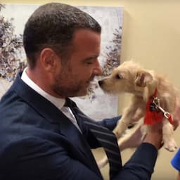 Liev Schreiber Immediately Adopts a Pair of Hurricane Harvey Rescue Dogs He Met on 'Live with Kelly and Ryan'