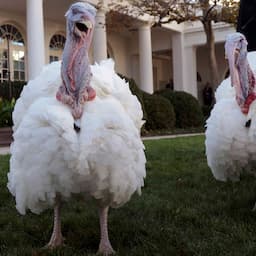 Biden Pardons Turkeys Peanut Butter and Jelly Ahead of Thanksgiving