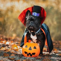 The 17 Best Halloween Costumes for Dogs to Put a Spell on Everyone