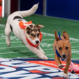 2023 Puppy Bowl: How to Watch, Player Stats and More 