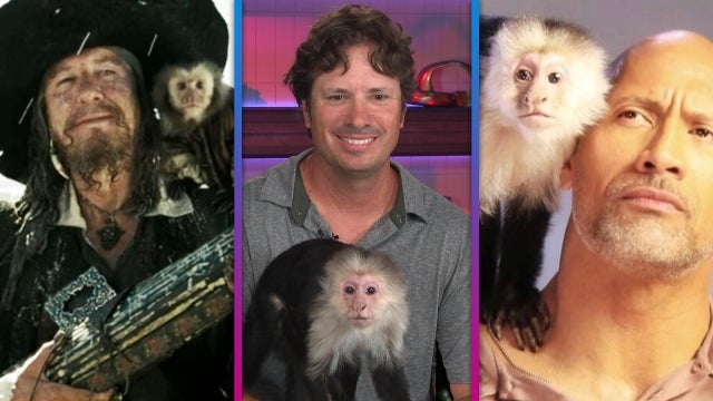 ‘Pirates of the Caribbean’ Monkey's Trainer Reveals Which Celeb Was Nervous to Work With Him