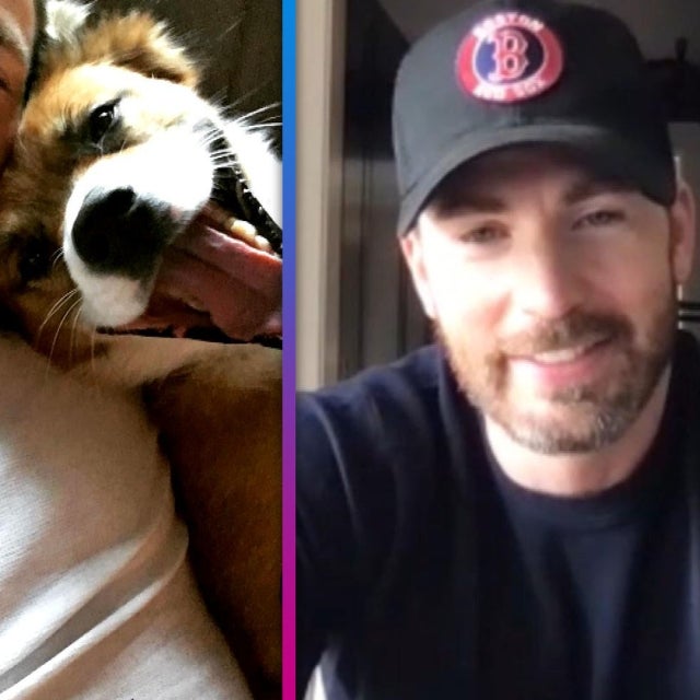 Chris Evans Reveals His ‘Long-Term Partner’ Is His Dog Dodger! (Exclusive)