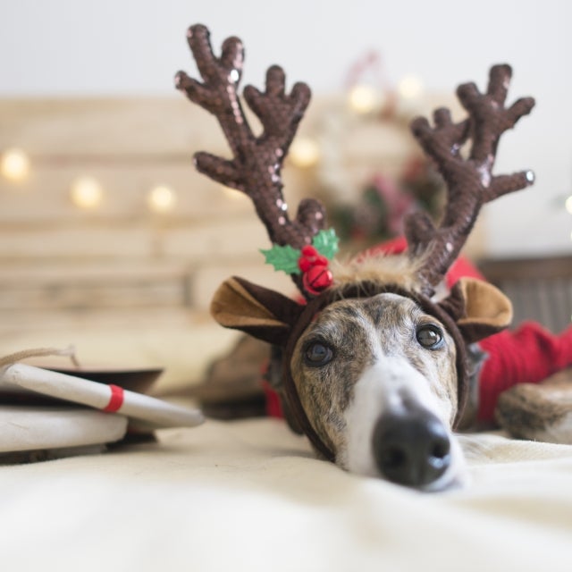 Dog in reindeer ears with gifts